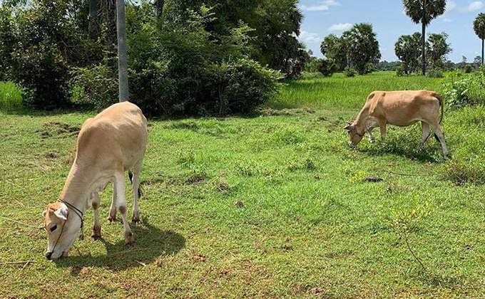 The Countryside Tours