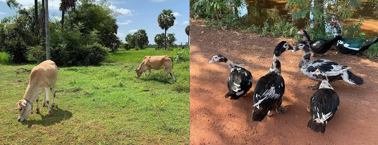 The Countryside Tours