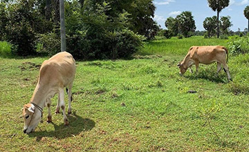 The Countryside Tour