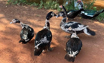 Local Duck