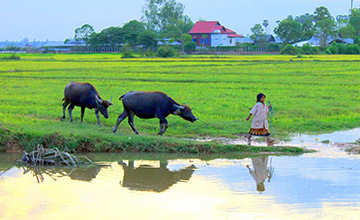 Countryside Tours