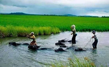 The Countryside Tours